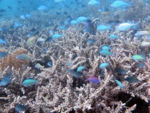 CCEF assists Larena LGU in mitigating a 0.4 HA Coral Reef Damage
