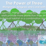 Three is better than one: Mangroves, Seagrass, and Coral Reefs