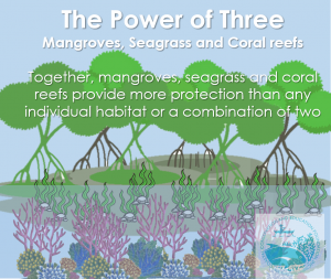 Three is better than one: Mangroves, Seagrass, and Coral Reefs