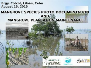 Mangrove Species Photo Documentation and Mangrove Plantation Maintenance