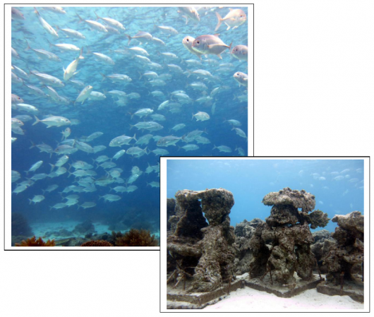 500 Jacks finding home in Reef Fish Habitats deployed in Apo Island Marine Sanctuary