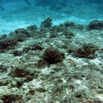 CCEF conducted Post-Typhoon Yolanda Assessment of Coral Reefs in Northern Cebu