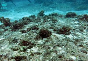 CCEF conducted Post-Typhoon Yolanda Assessment of Coral Reefs in Northern Cebu
