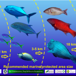 Poster – Fish Movements