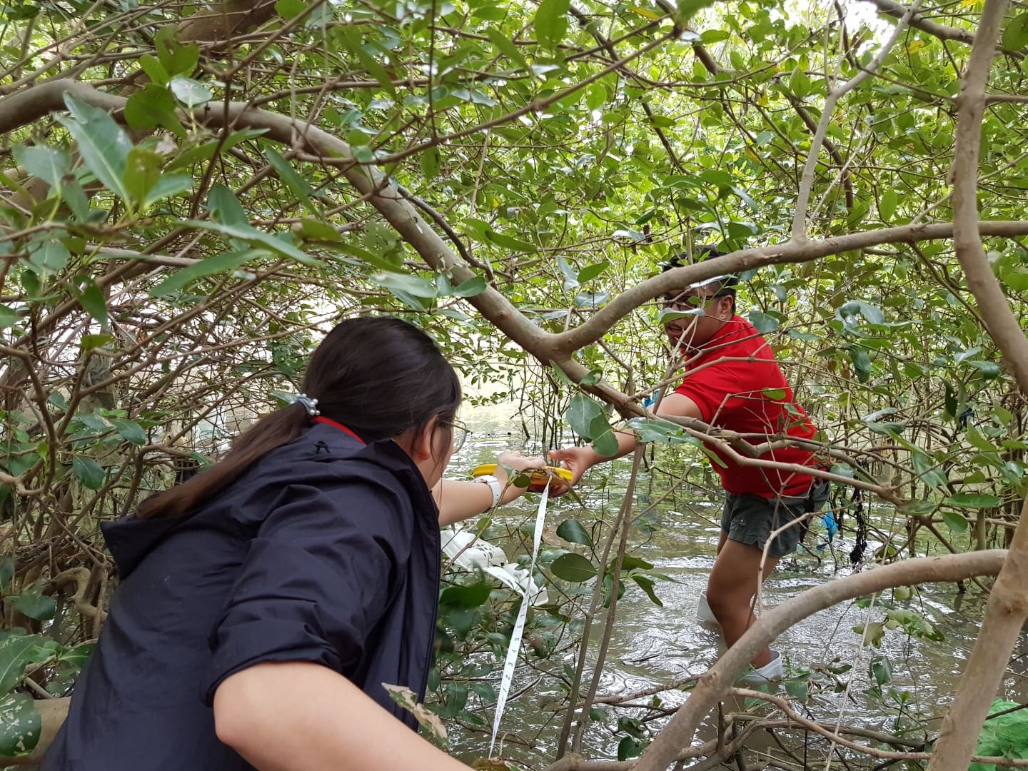 Mangrove on the Move: Why Should We Clean Our Coasts?