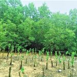 The Sucess Story of the Mangroves in Biasong, Talisay