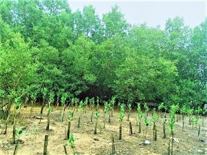 The Sucess Story of the Mangroves in Biasong, Talisay