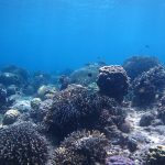 Sumilon Marine Sanctuary Shortlisted for the Para El Mar MPA Awards