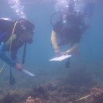 Diverse Coral Reefs Found in Barili Waters