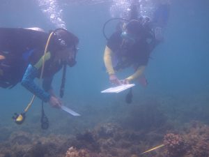 Diverse Coral Reefs Found in Barili Waters