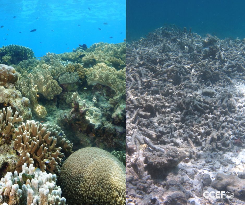 Is Coral Rehabilitation the answer to the recovery of typhoon damaged corals?