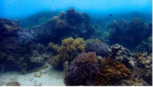 Siquijor Selected as Focus Regeneration Area for Marine Protected Area Rehabilitation Program