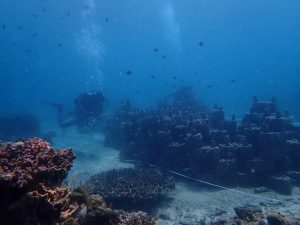 7th – Month Monitoring of the Artificial Clay Reef in Minalulan MPA