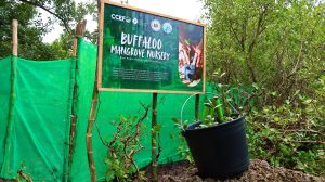 Community-led mangrove nurseries established in Badian and Argao